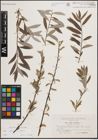Foto von Salix eleagnos Scop. x Salix repens L.